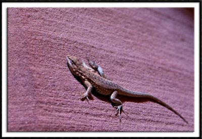 Lizard at Upper Antelope