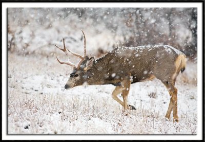 Mule Deer Buck Coping With The Elements