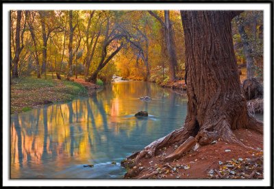Golden Reflection On Havasu Creek