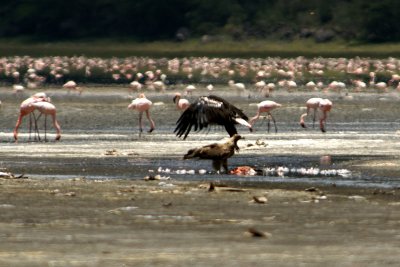 Fiskerne Lake Nakuro