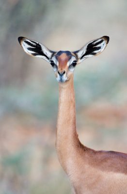 gerenuk female samburu kenya arthur morris birds as art.jpg