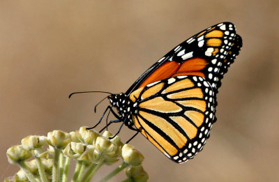 IMG_0137triangular butterfly.jpg