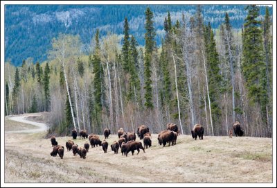 Bison Herd...