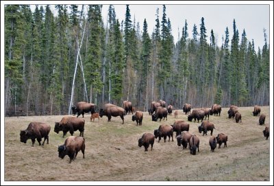 Bison Herd...