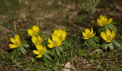 Winterling (Eranthis hyemalis)