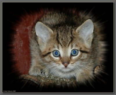Blue Eyed Tiger