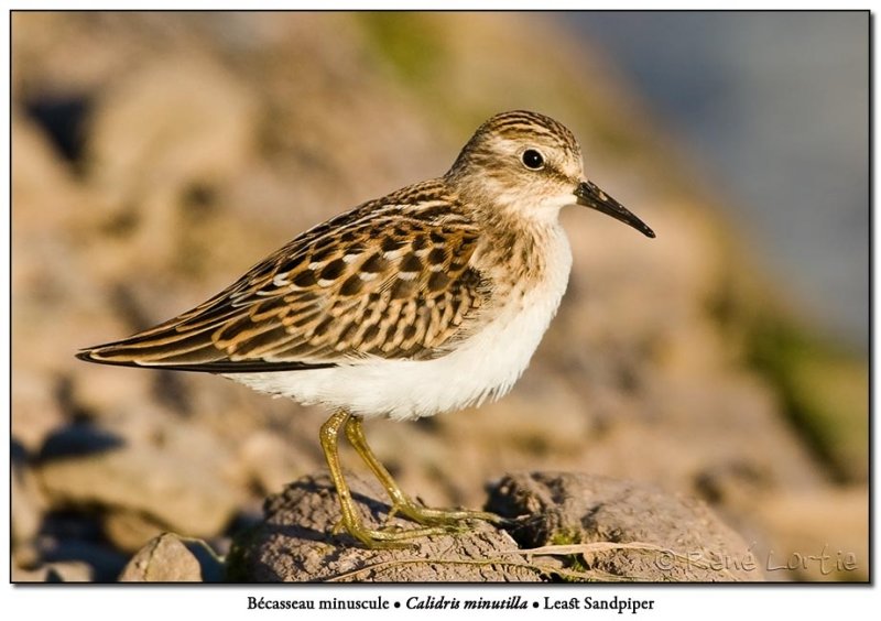 Bcasseau minuscule / Least Sandpiper