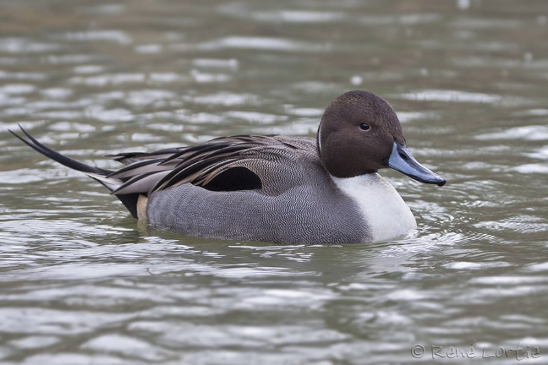 Canard pilet<br>Northern Pintail