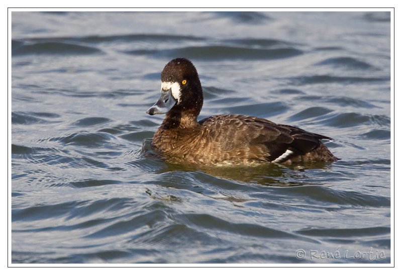 Petit fuligule<br>Lesser Scaup