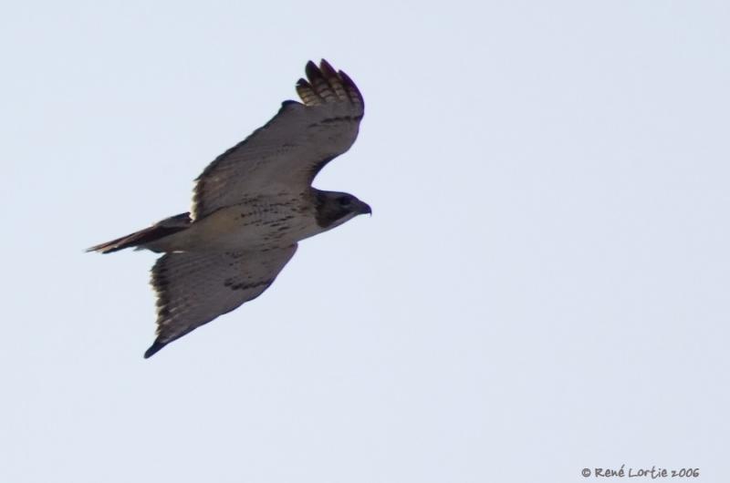 Buse  queue rousse / Red-Tailed Hawk