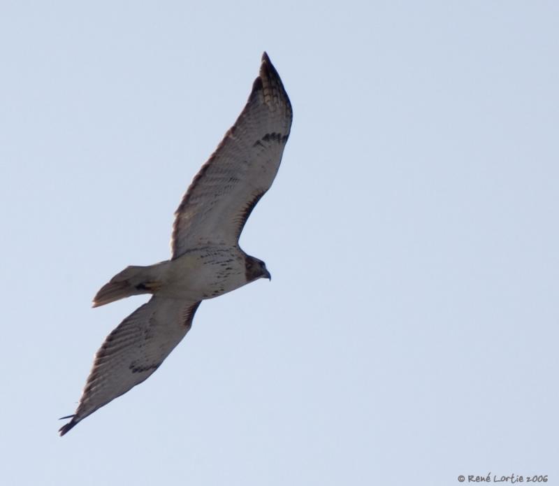 Buse  queue rousse / Red-Tailed Hawk