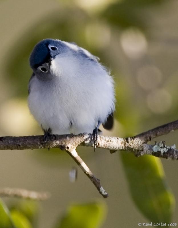 Gobemoucheron gris-bleu / Blue-Gray Gnatcatcher