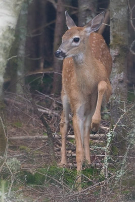 Jeune faon / Young White-tailed Deer