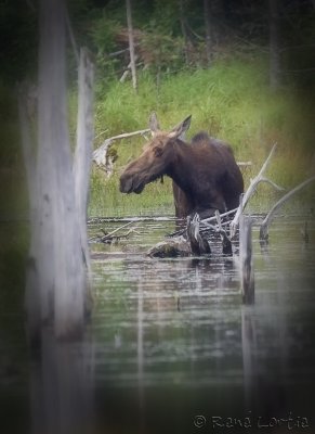 Orignal / Moose