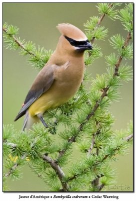 Jaseur d'AmriqueCedar Waxwing