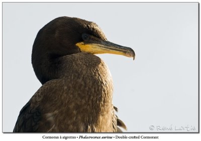 Cormoran  aigrettesDouble-crested Cormorant