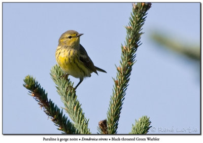 Paruline  gorge noire /Black-throated Green Warbler