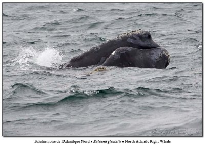 Baleine noire de l'Atlantique NordNorth-Atlantic Right Whale