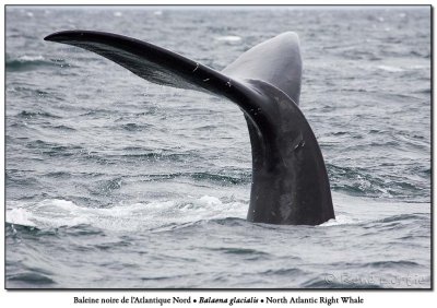Baleine noire de l'Atlantique NordNorth-Atlantic Right Whale