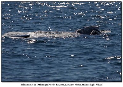 Baleine noire de l'Atlantique NordNorth-Atlantic Right Whale