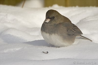 Junco ardoisDark-eyed Junco