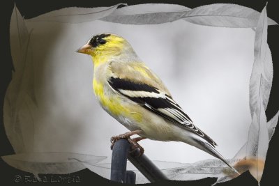 Chardonneret jauneAmerican Goldfinch
