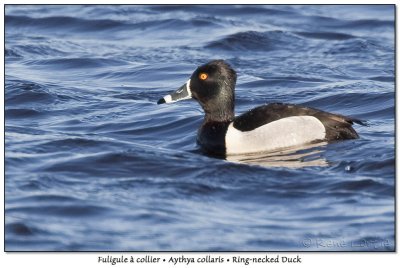 Fuligule  collierRing-necked Duck