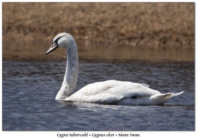 Cygne tuberculMute Swan
