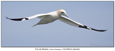 Fou de BassanNorthern Gannet