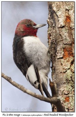 Pic  tte rougeRed-headed Woodpecker