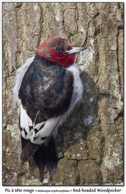 Pic  tte rougeRed-headed Woodpecker