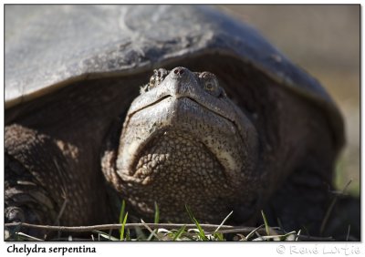 Tortue serpentineSnapping Turtle