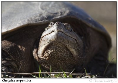 Reptiles et Amphibiens / Reptiles & Amphibia