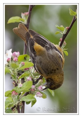Oriole du NordBaltimore Oriole