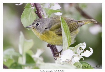 Paruline  joues grisesNashville Warbler