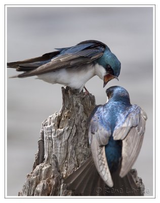 Hirondelles bicoloresTree Swallows