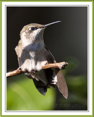 Colibri  gorge rubisRuby-throated Hummingbird