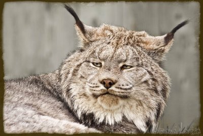 Lynx du Canada / Bobcat