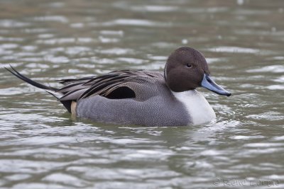 Canard piletNorthern Pintail