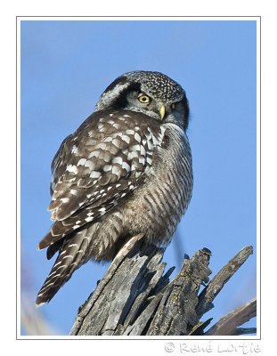 Chouette épervièreNorthern Hawk Owl