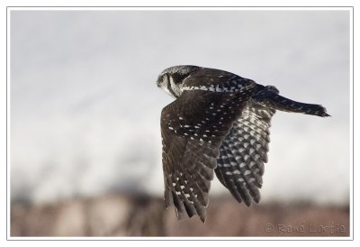 Chouette épervièreNorthern Hawk Owl