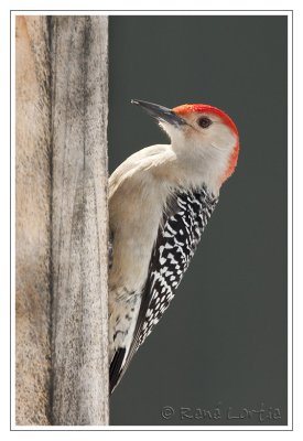 Pic  ventre rouxRed-bellied Woodpecker