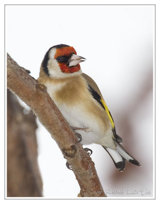 Chardonneret lgantEuropean Goldfinch
