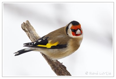 Chardonneret lgantEuropean Goldfinch