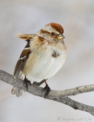 Bruant hudsonienAmerican Tree Sparrow