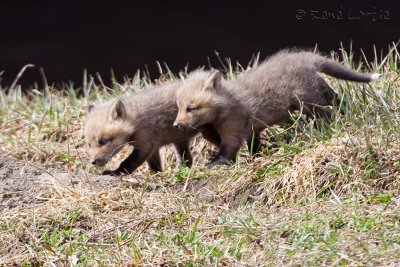 RenardeauxRed Fox-cubs