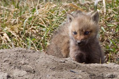 RenardeauRed Fox-cub