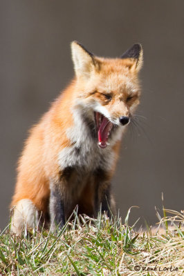 Renard roux / Red Fox