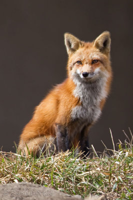 Renard roux / Red Fox