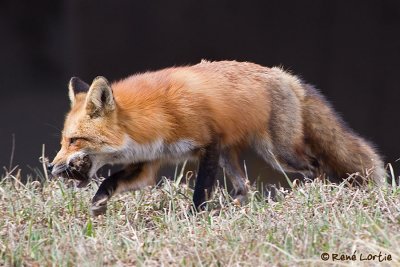 Renard roux / Red Fox